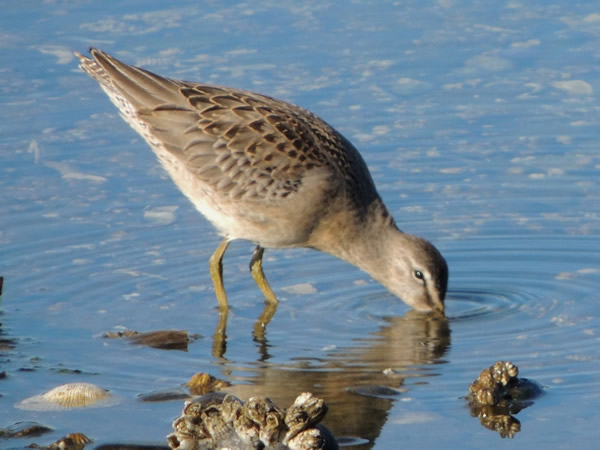 05Long billed dowitcher1.jpg