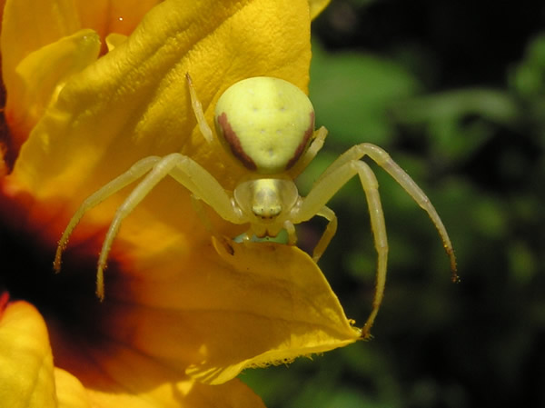 05Spider.jpg