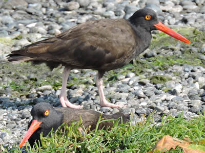 06 ostercatcher.jpg