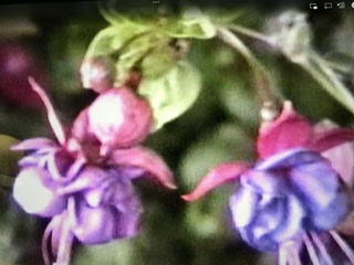 06B25217-2419-4B19-BDE5-1D03052ED8F5.jpeg