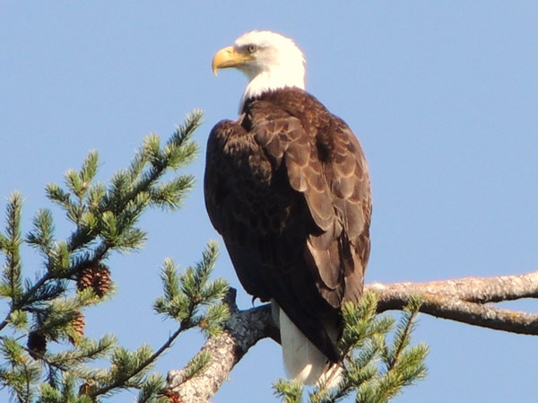 08 eagle.jpg
