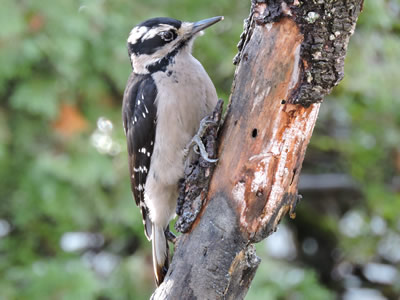 08 hairy woodpecker.jpg