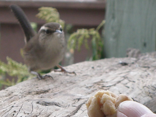 09 wren.jpg
