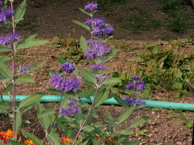 100_0475.JPG