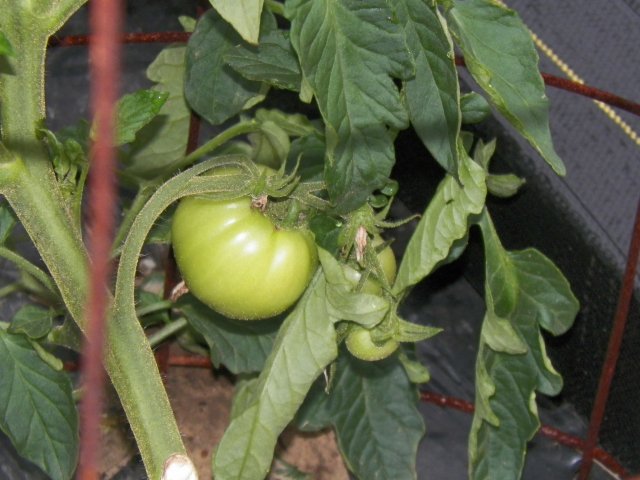 100_1728.JPG