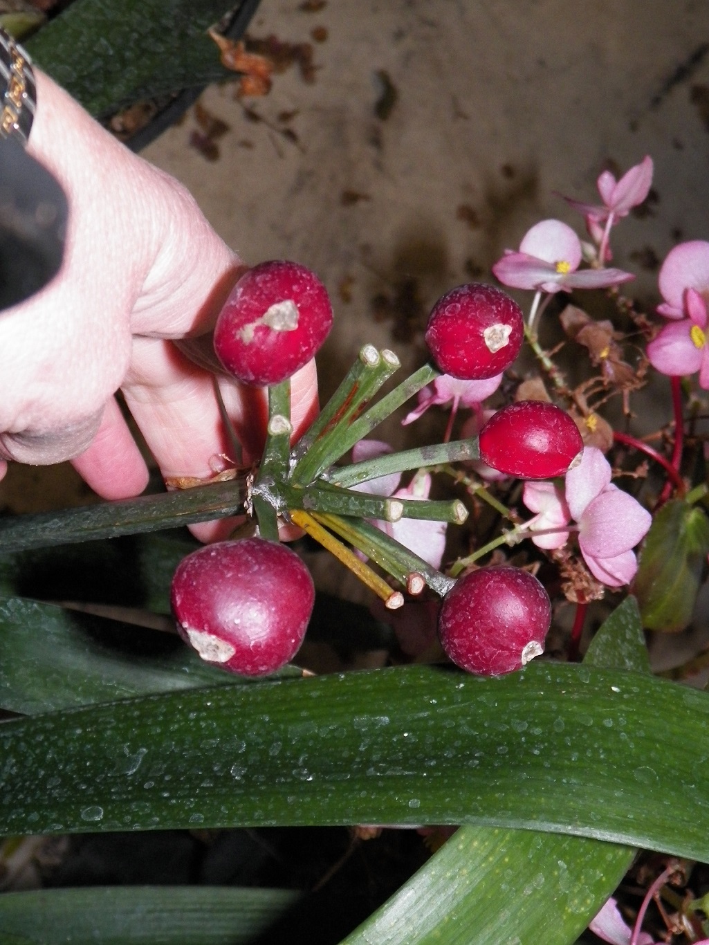 100_2575.JPG