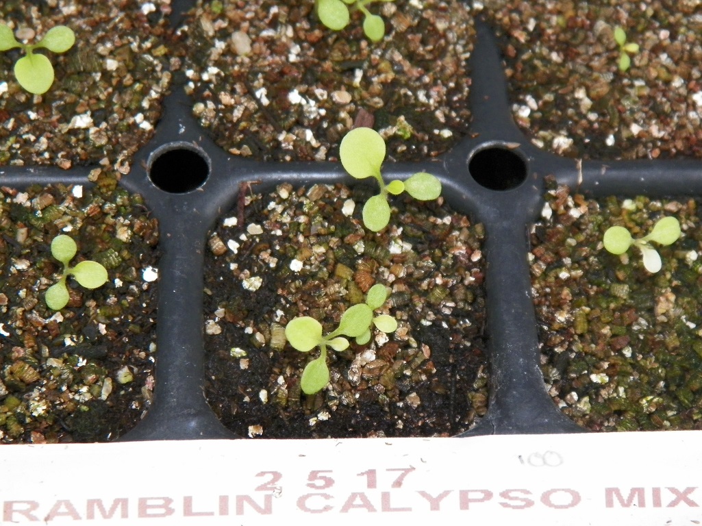 100_2605.JPG