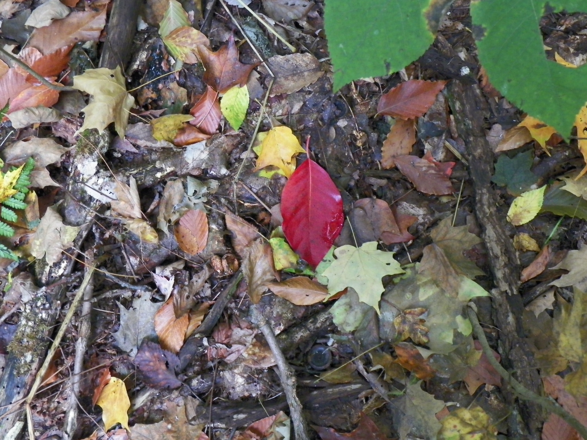 100_2622.JPG