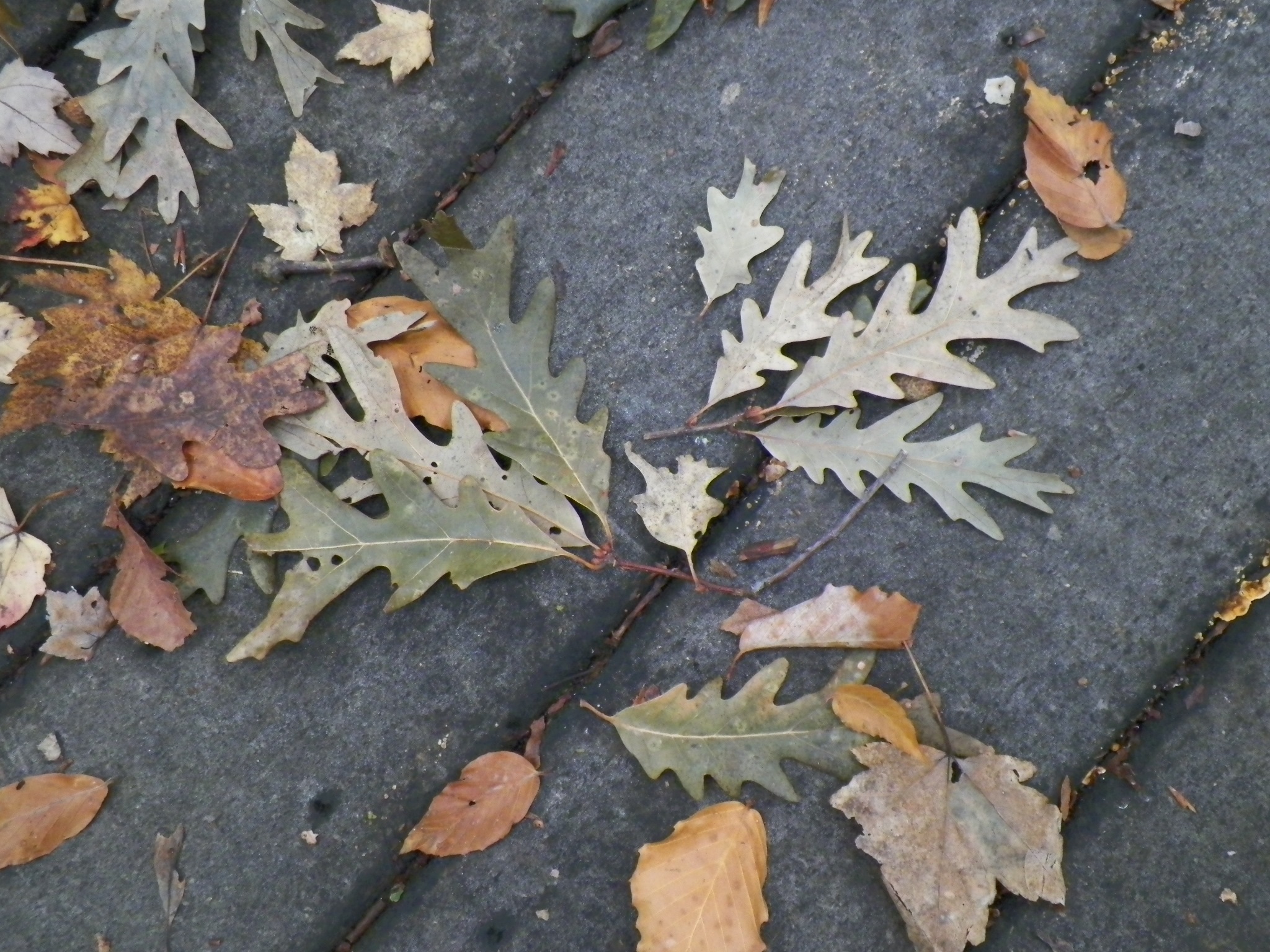 100_2627.JPG