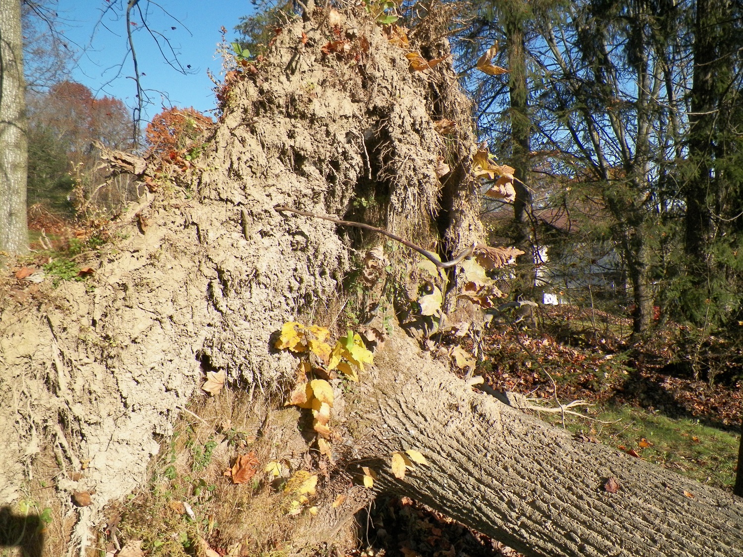 100_2766.JPG