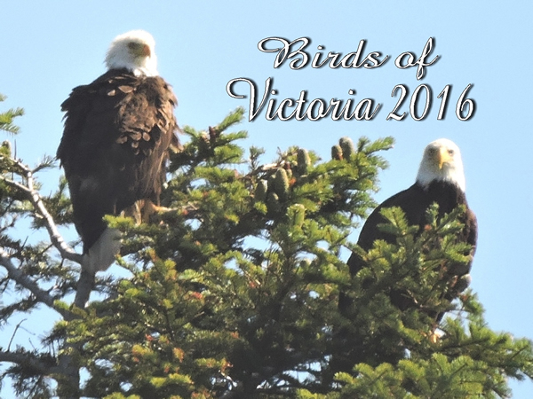 14 cover -Victoria.jpg