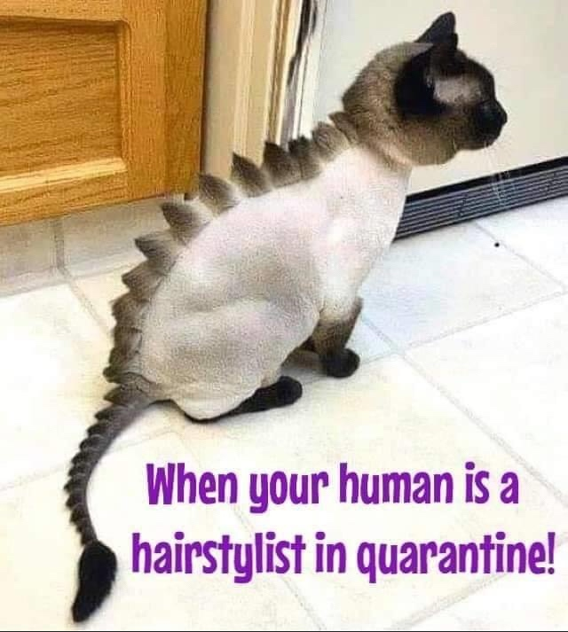 1586780551903.png