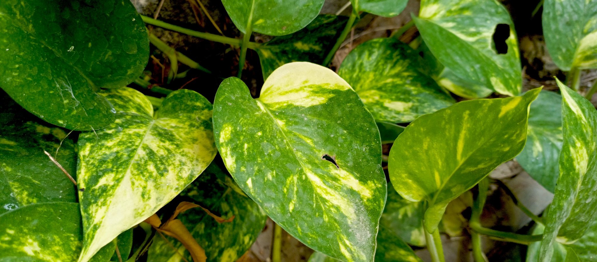 1719546109955_copy_2296x1008.jpg