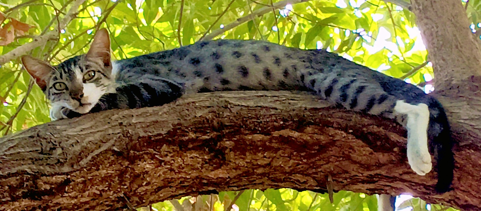 1745897762827_copy_1836x806.jpg
