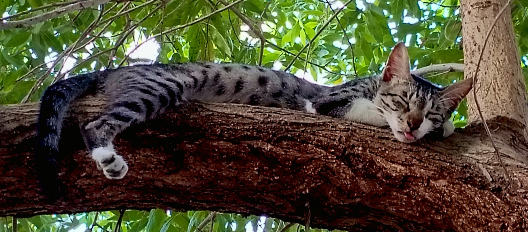 1746555668062_copy_1836x806.jpg