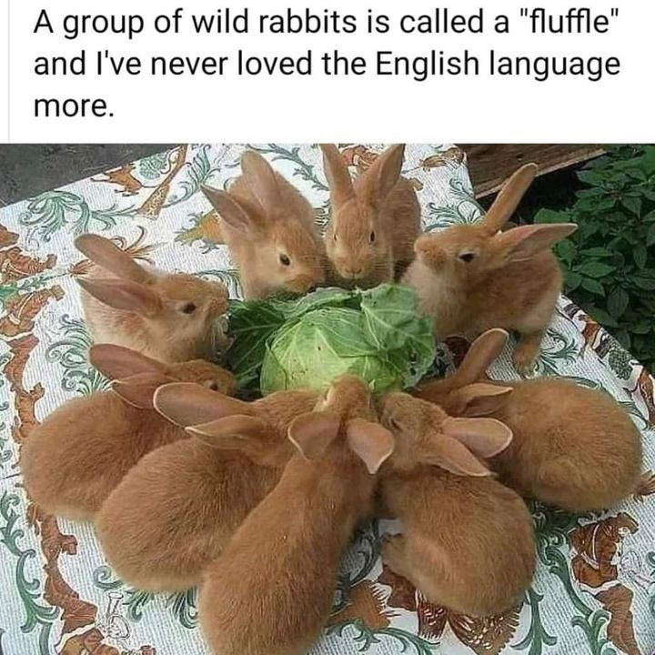 1752932471971.jpeg