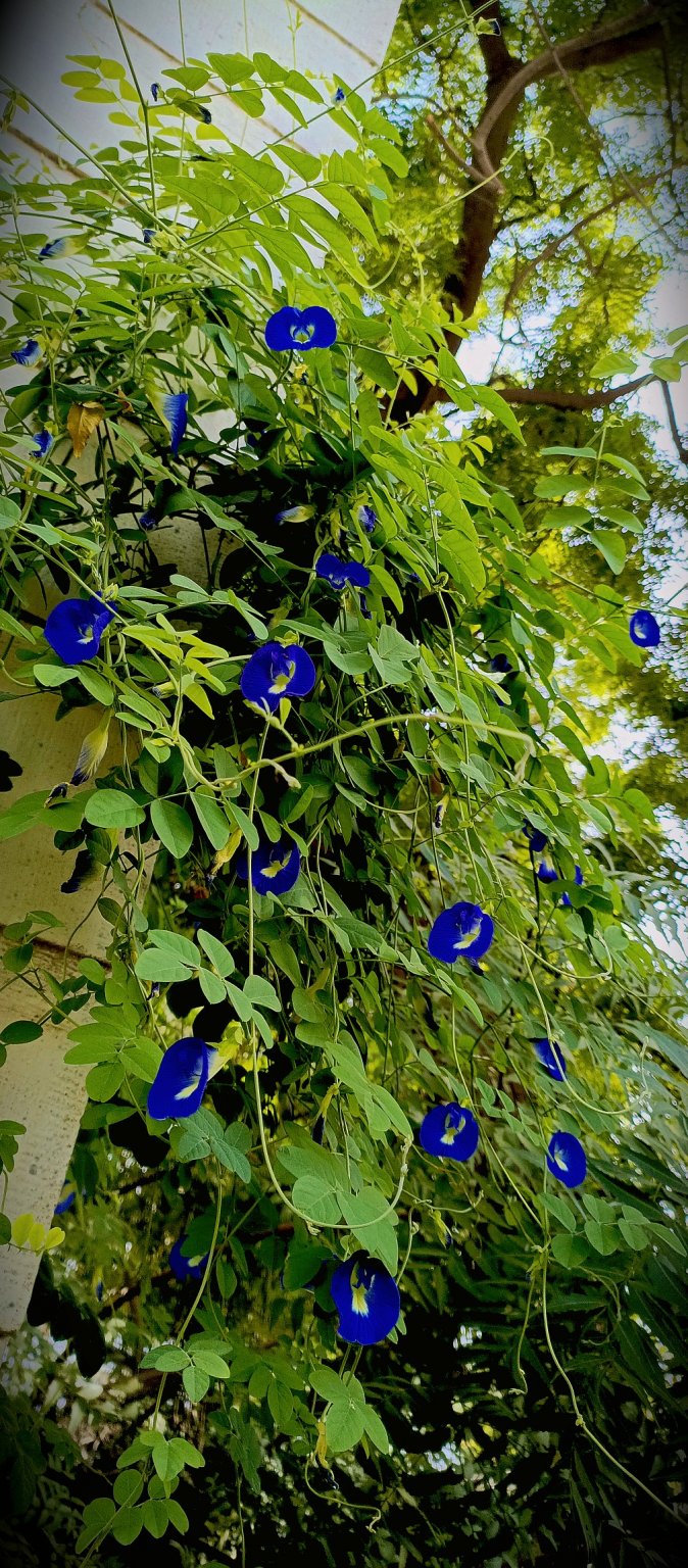 1756787323487_copy_1008x2296.jpg