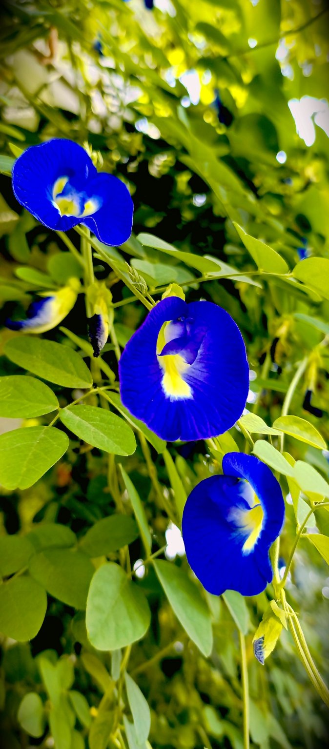 1756962849648_copy_1008x2296.jpg