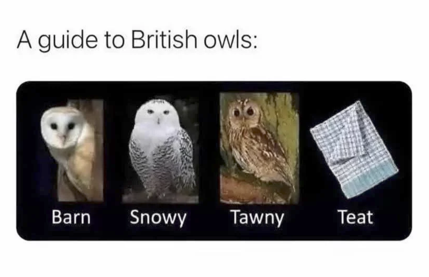 182370-Owl-s.png