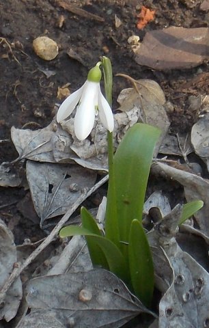 18thsnowdrop.JPG