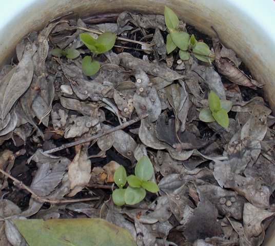18thTexasclematis.JPG