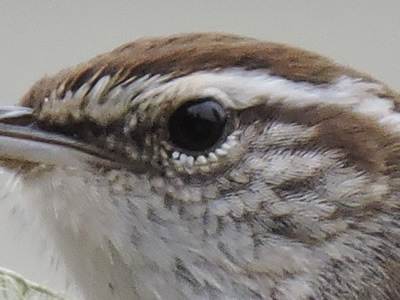 19 bewick's wren.jpg