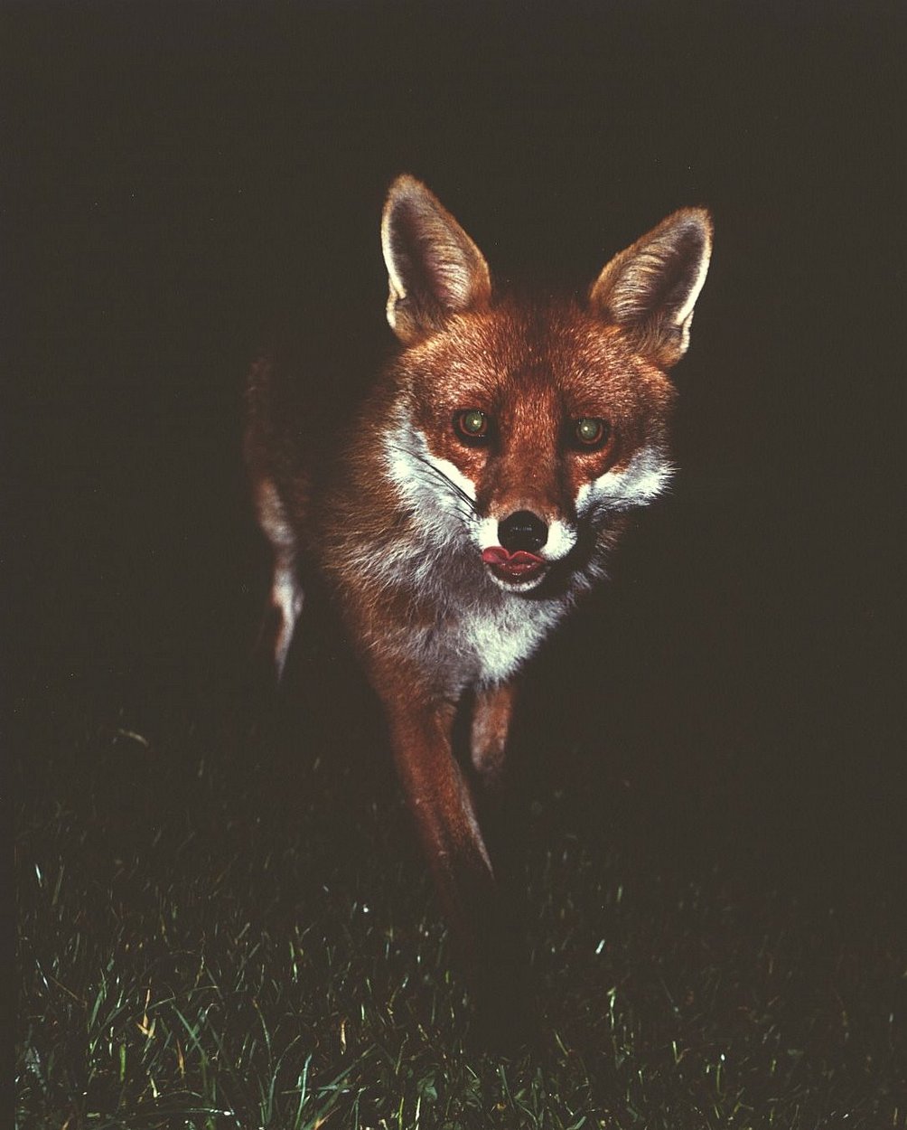 19880006Sam, Out of the Night.jpg