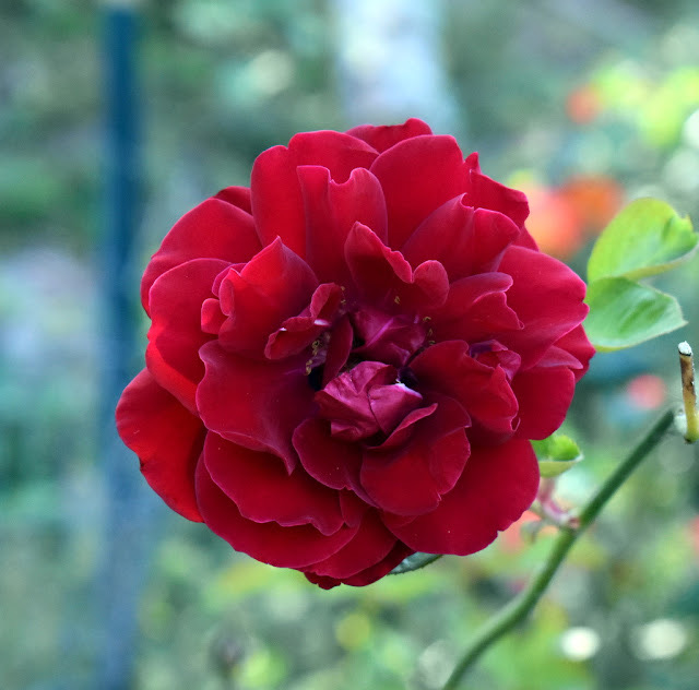 1CA5825E-5467-40A1-AB6F-88C8790D3F99.jpeg