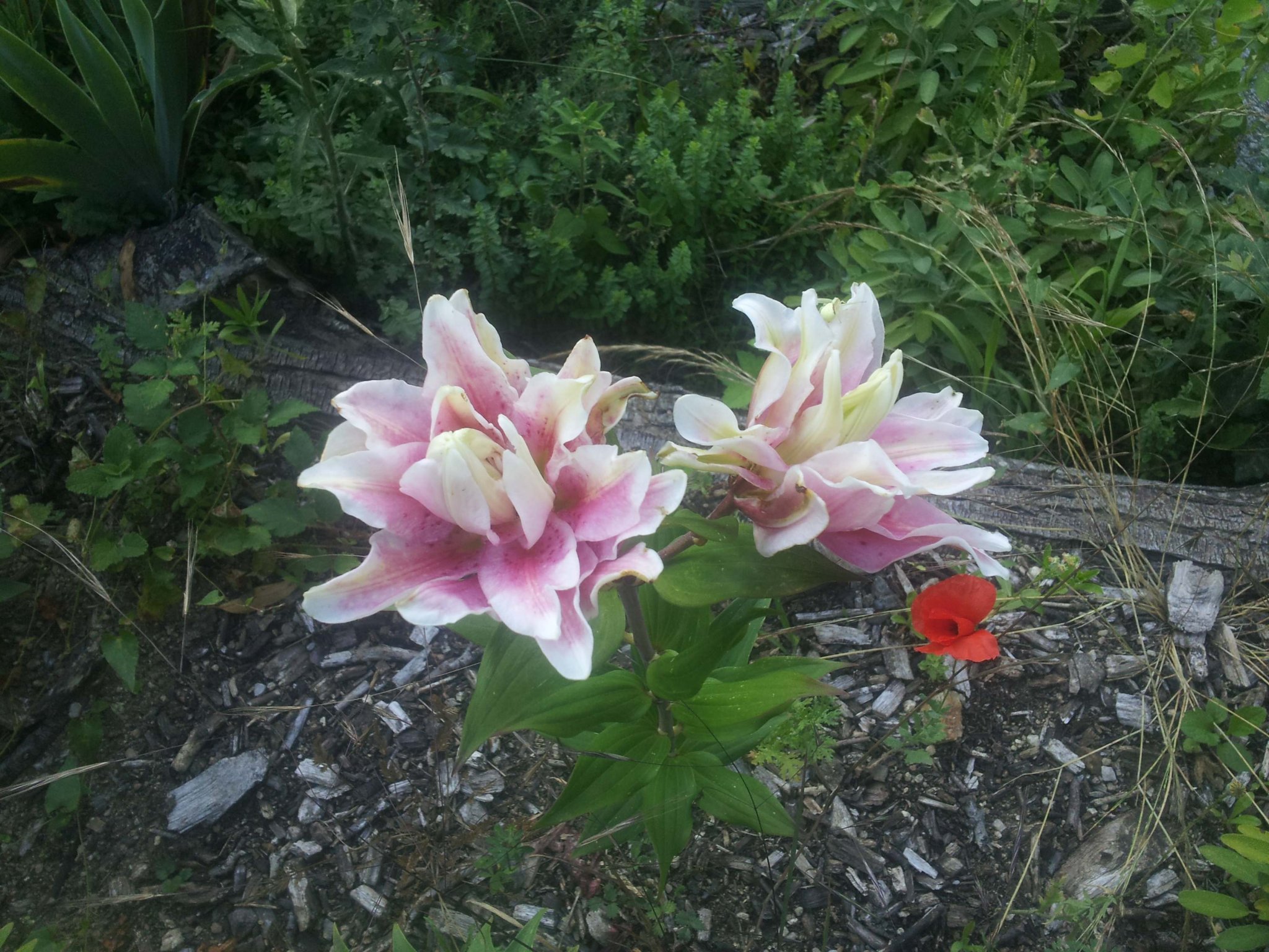 1st-lily.jpg
