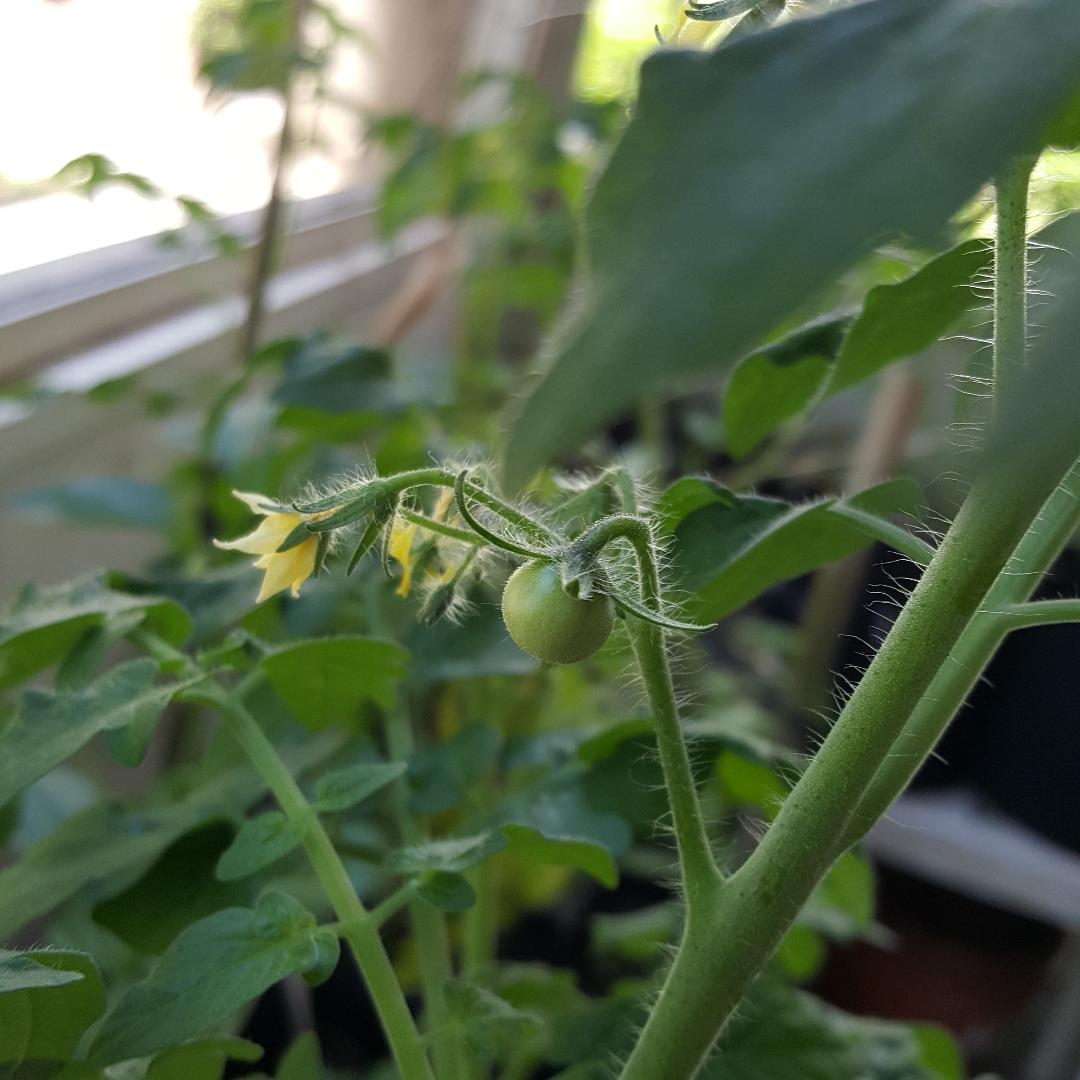 1st Tomato.jpg