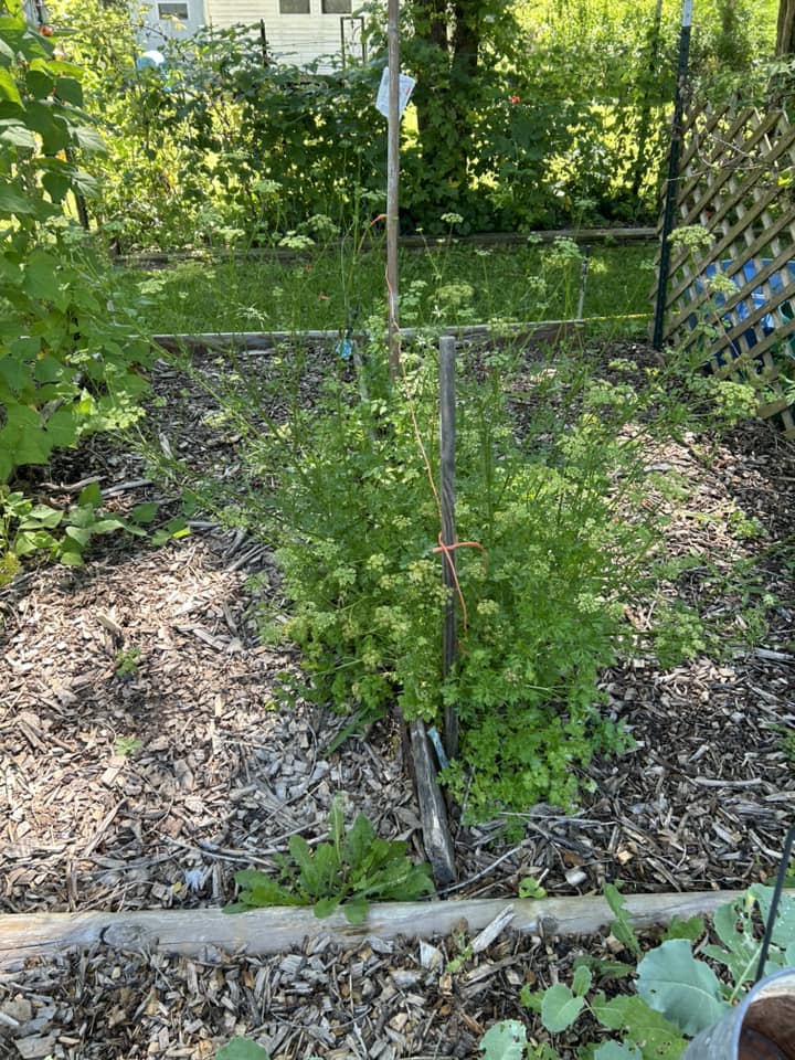 2 yr old parsley.jpg