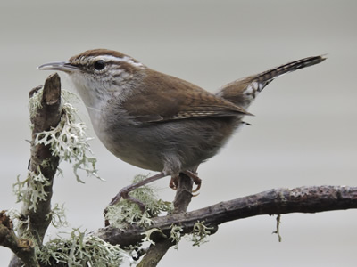 20 bewick's wren.jpg