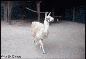 200 (1).gif