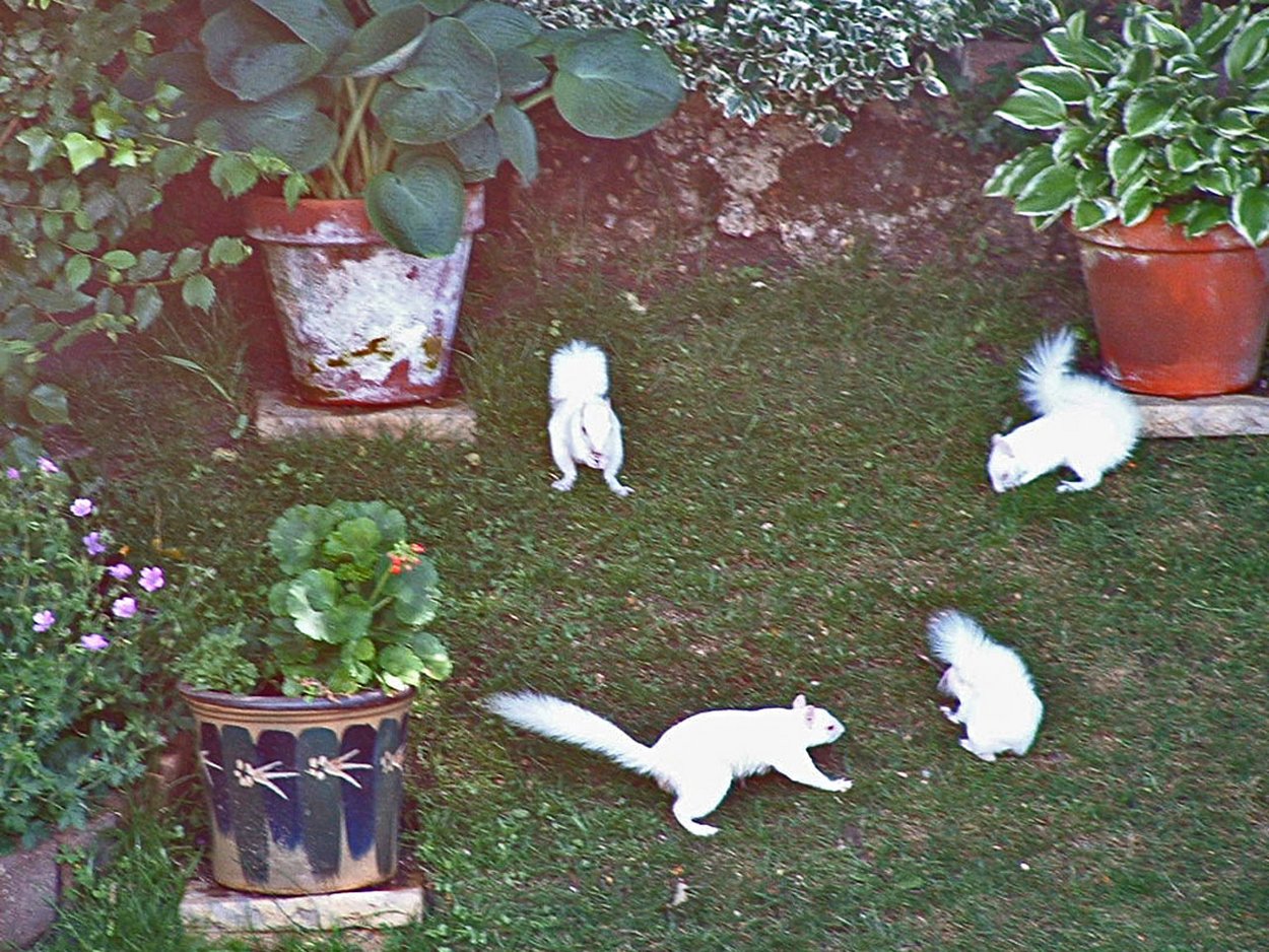 20030606 Garden Friends 4 white squirrels a.jpg