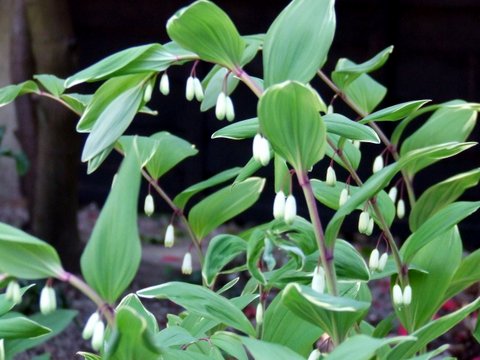 2007_04210013-001.JPG