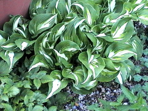2007_04250007.JPG