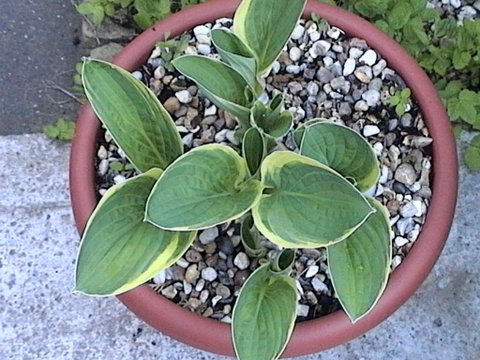 2007_04250011.JPG
