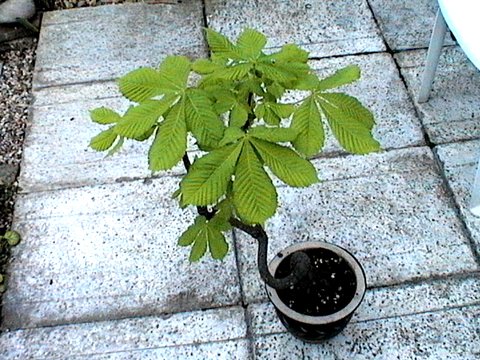 2007_04250012.JPG