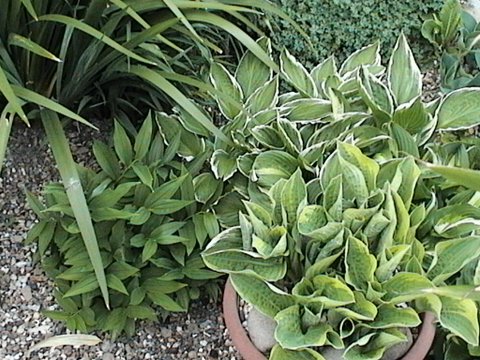2007_04250014.JPG
