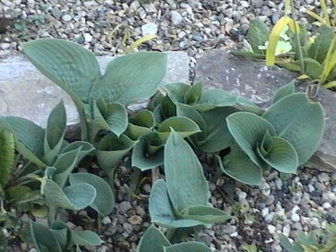 2007_04250019.JPG