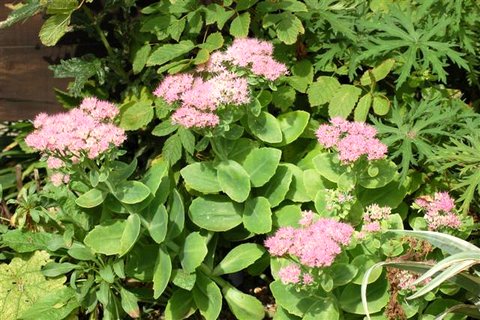 2007_08310012 (Small).JPG