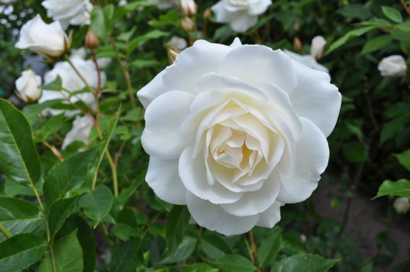 20100621 Sissinghurst-59.JPG
