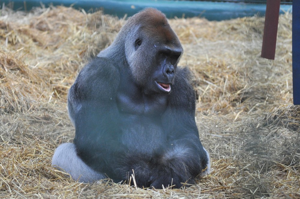 20101009 Howletts-11.jpg