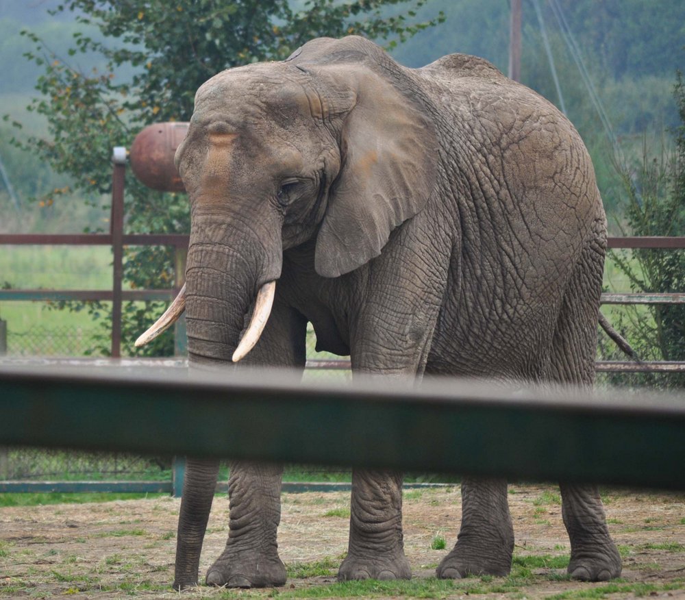 20101009 Howletts modified.jpg