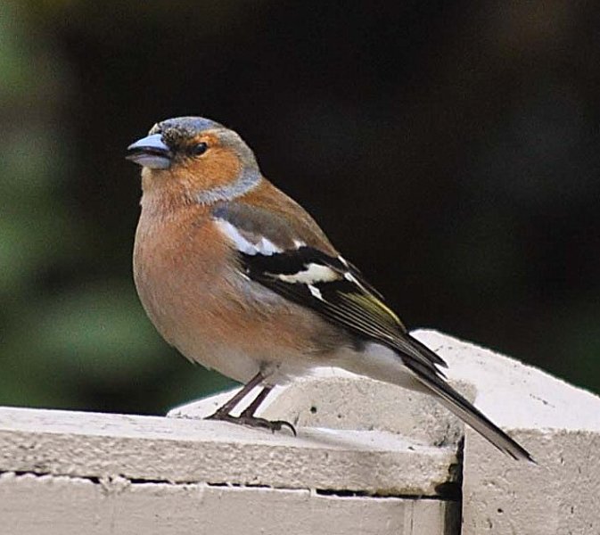 20110312 Chaffinch male-001.jpg