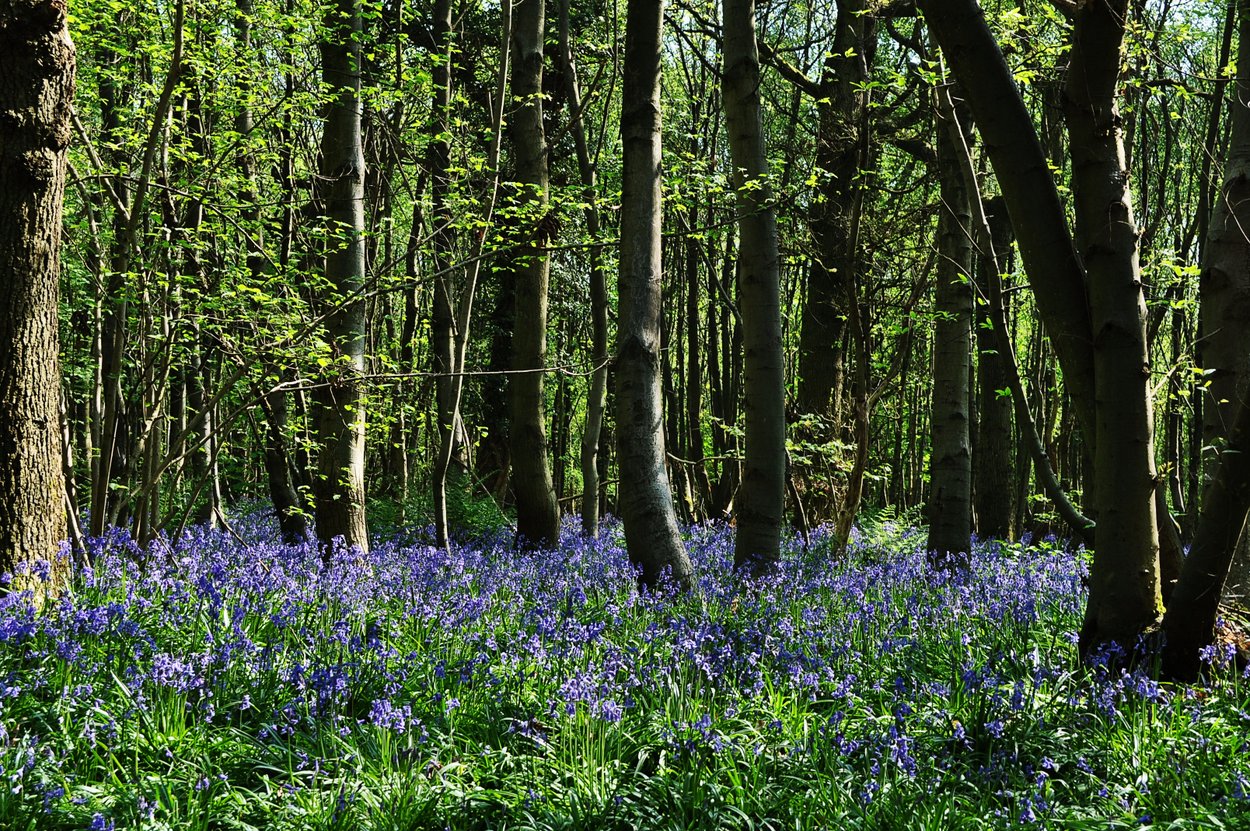 20110423 Bluebell woods-17.jpg