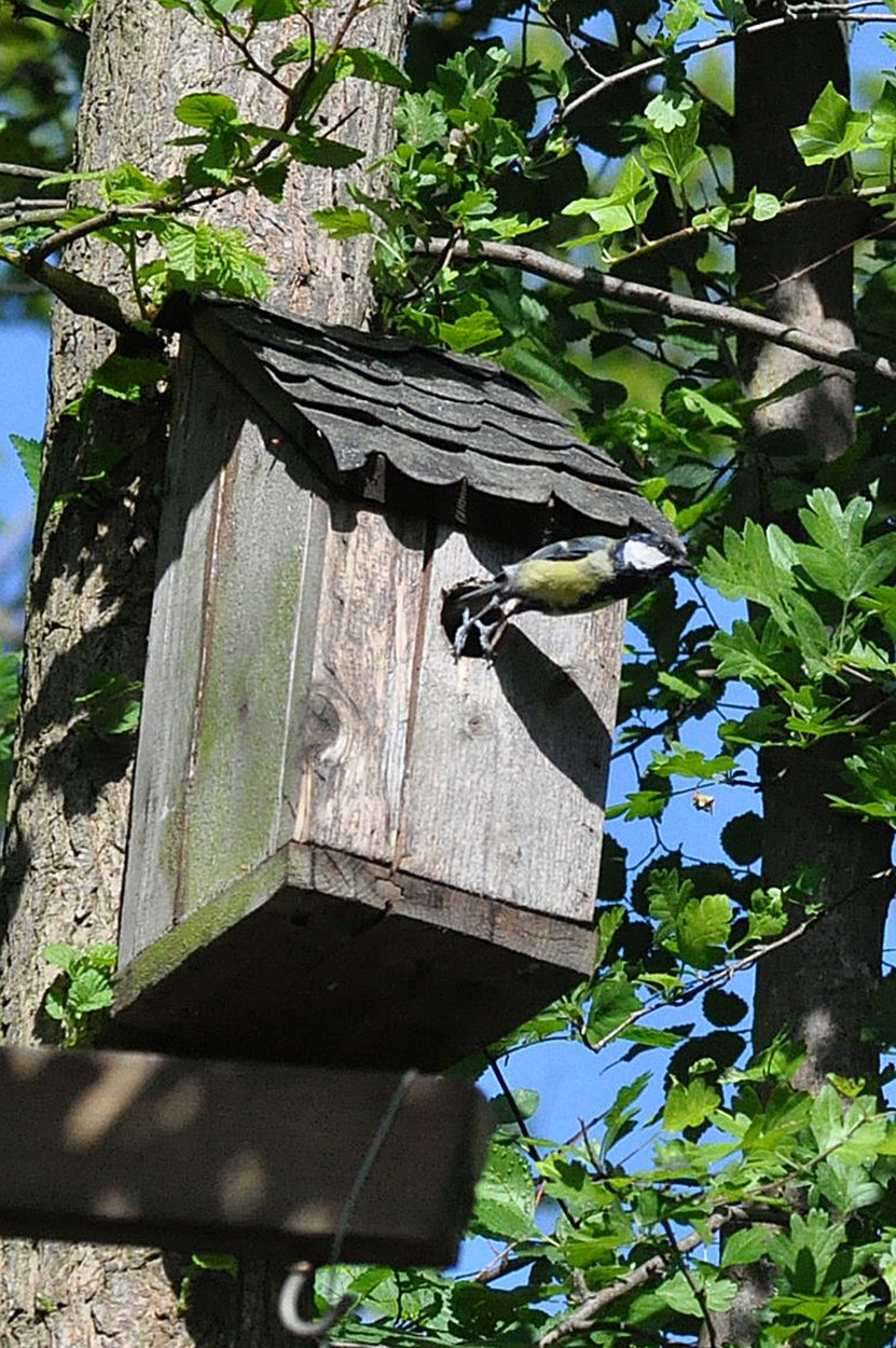 20110502 Great tit take off.jpg