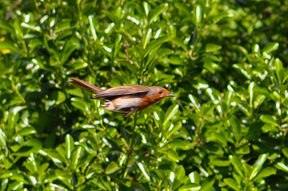 20110504 Robin bullet.jpg