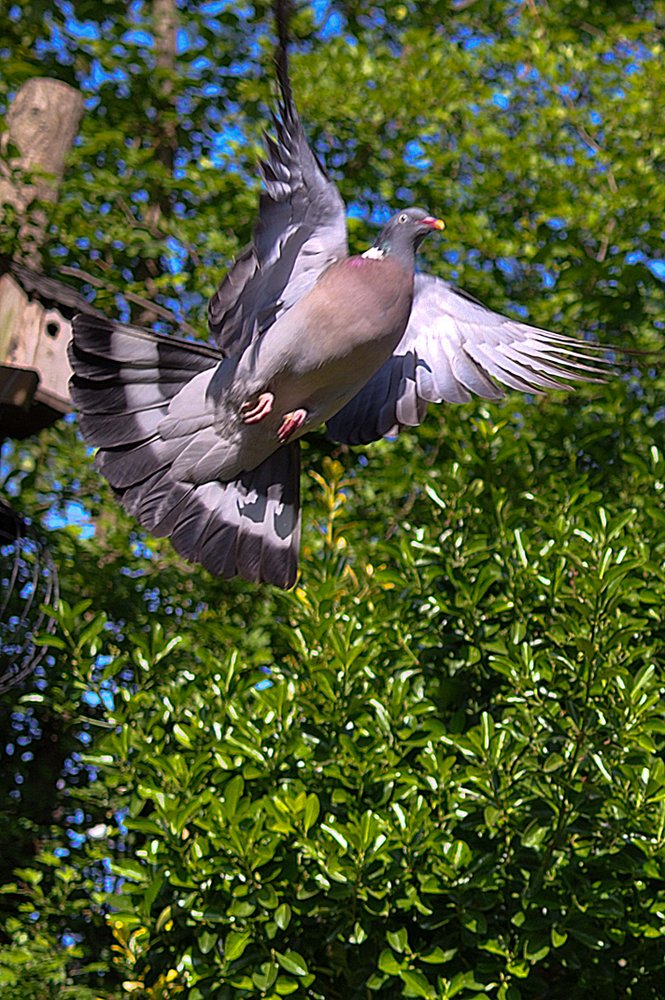 20110504 Wood pigeon.jpg