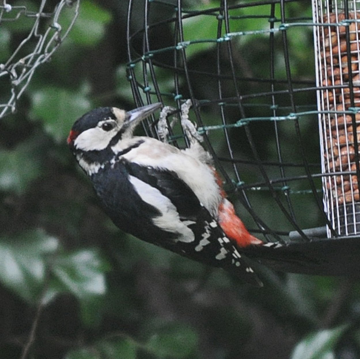 20110630 Woodpecker.jpg